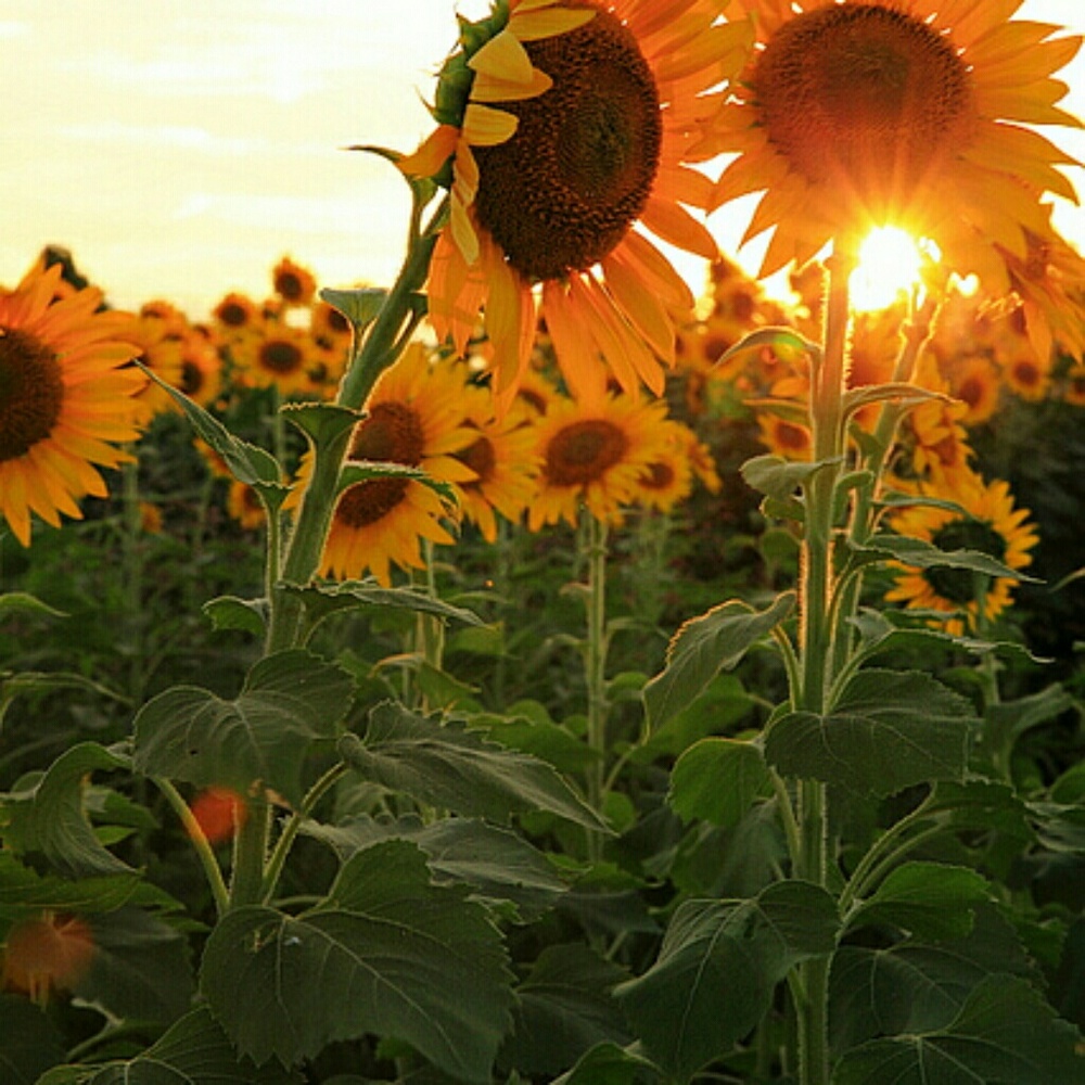 Meet your Posher, Sydney