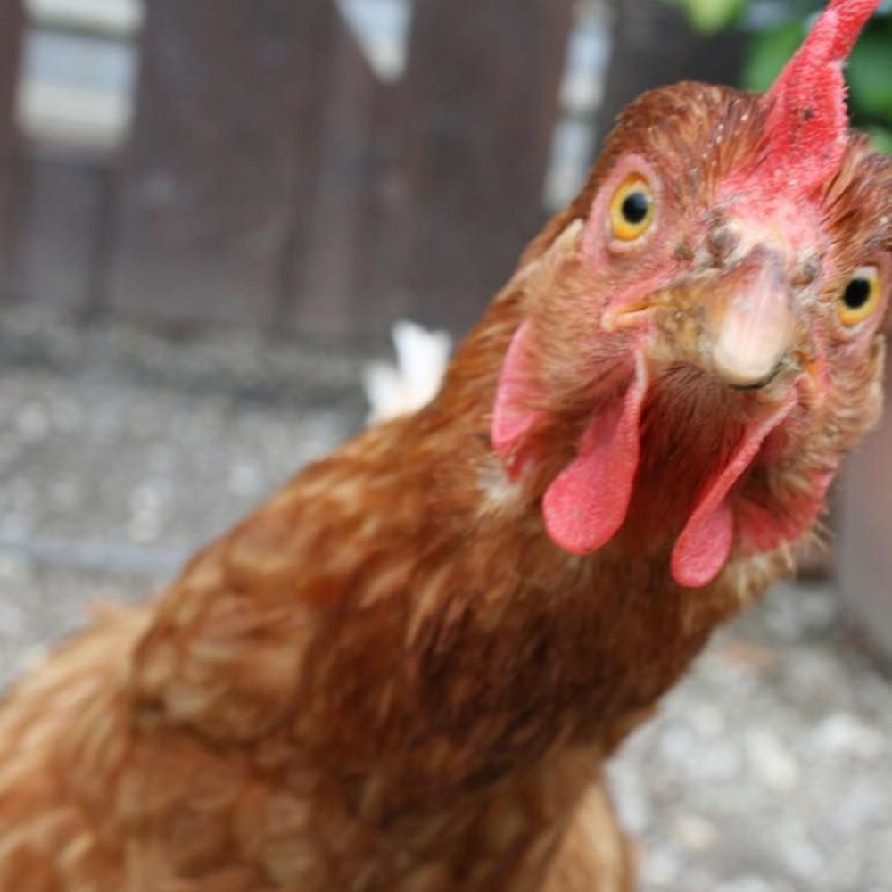 Meet your Posher, Elizabeth