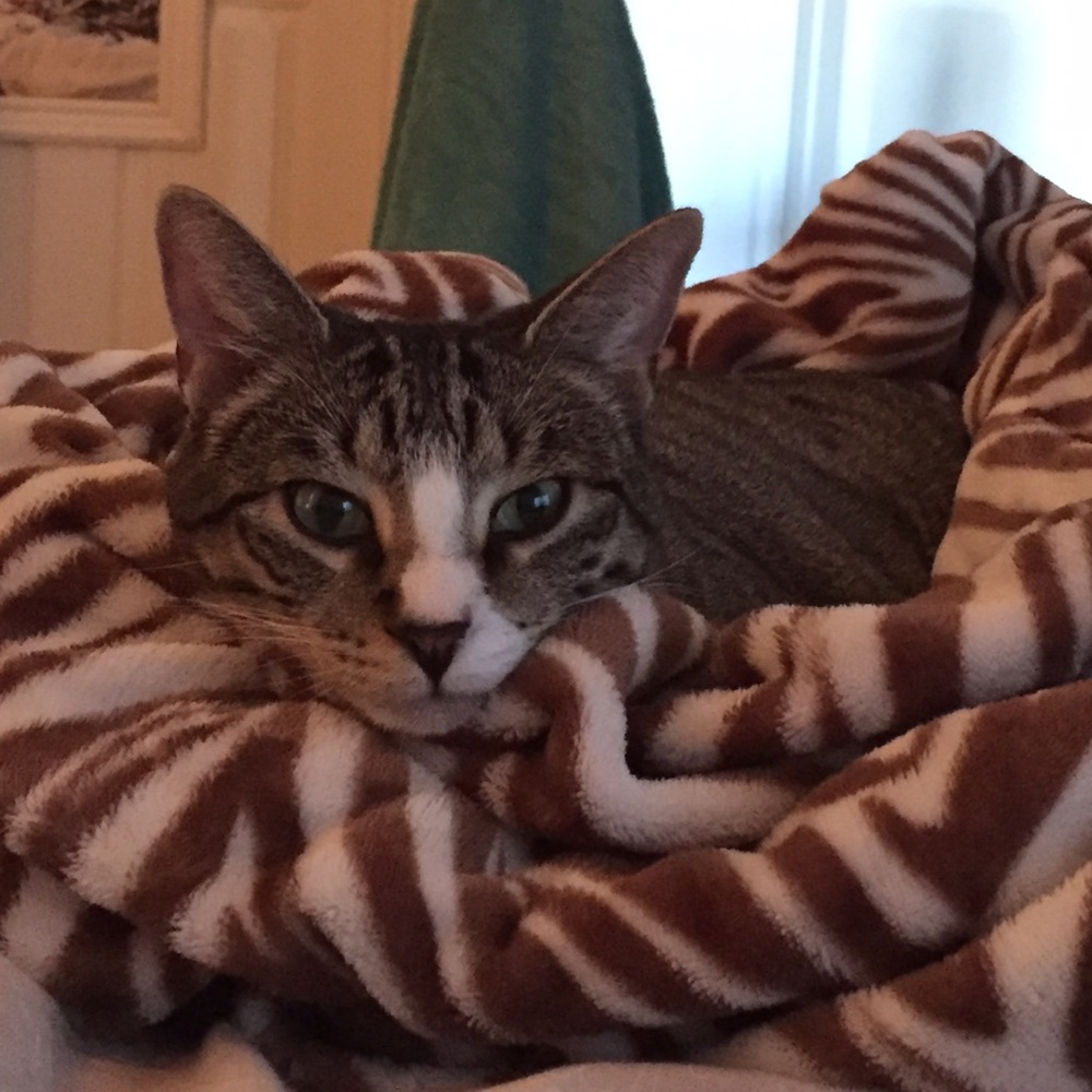 Meet your Posher, Patrick