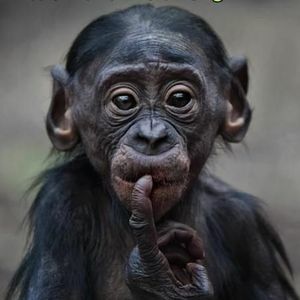 Meet your Posher, Chrissy