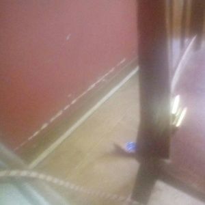 Meet your Posher, Lissa