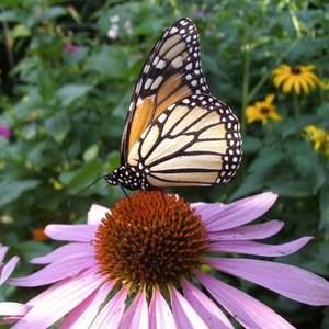 Meet your Posher, Kay