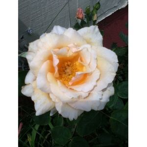 Meet your Posher, Cassidy