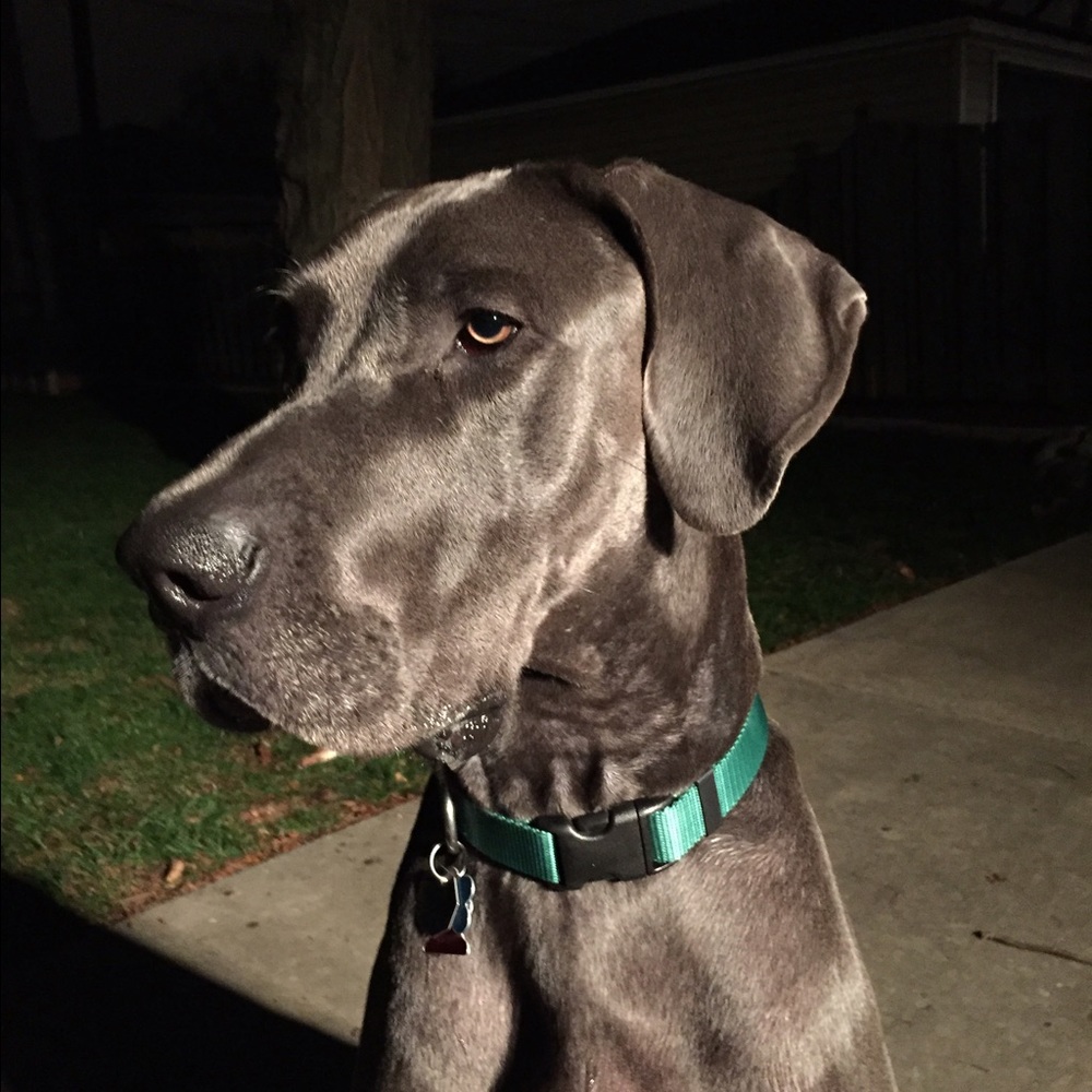 Meet your Posher, David