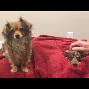 Meet your Posher, Janet