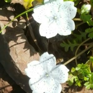 Meet your Posher, Viviane