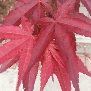 Meet your Posher, Celia