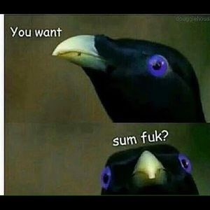 Meet your Posher, Jake