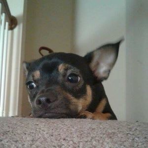 Meet your Posher, Ramiza