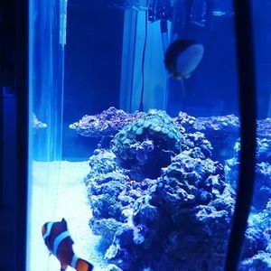 Meet your Posher, Allen