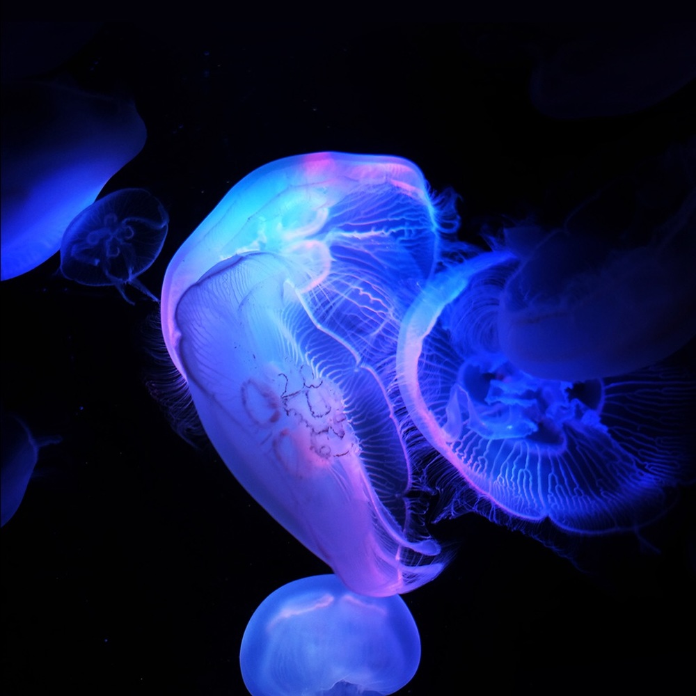 Meet your Posher, Cathy