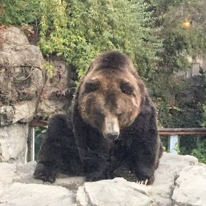 Meet your Posher, Vlad