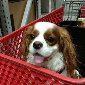 Meet your Posher, Janette