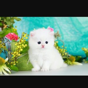 Meet your Posher, Rose