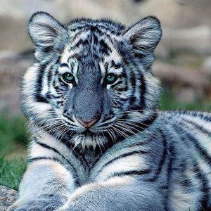 Meet your Posher, Lion