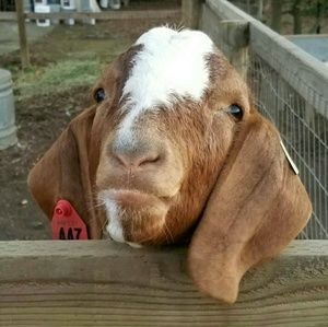 Meet your Posher, Jackie