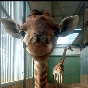 Meet your Posher, Mona