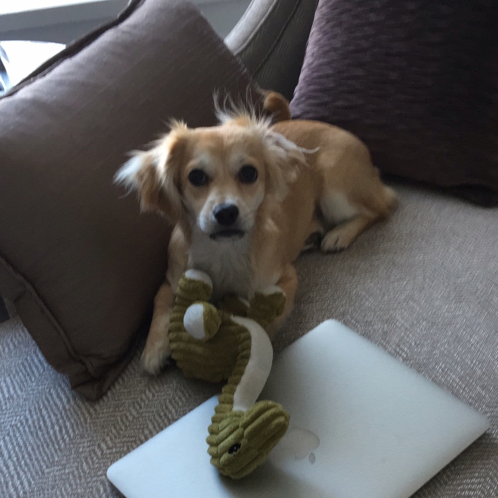 Meet your Posher, Lily