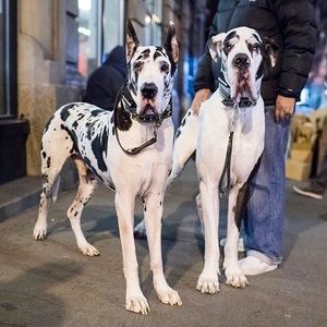 Meet your Posher, Daisy