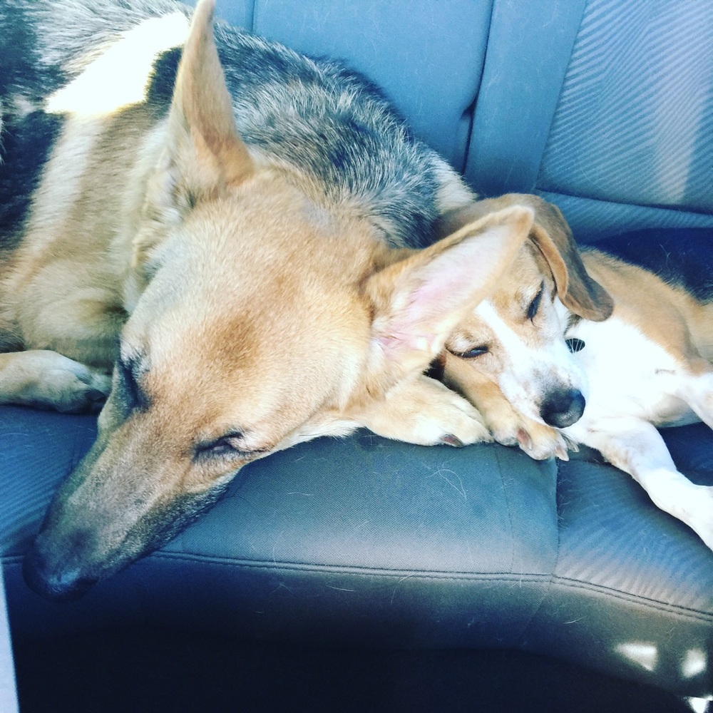 Meet your Posher, Regina