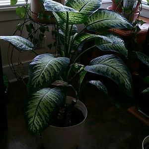 Meet your Posher, Phyllis