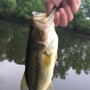 Meet your Posher, Will