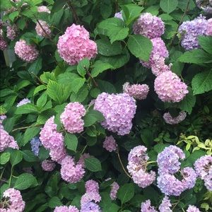 Meet your Posher, Rita