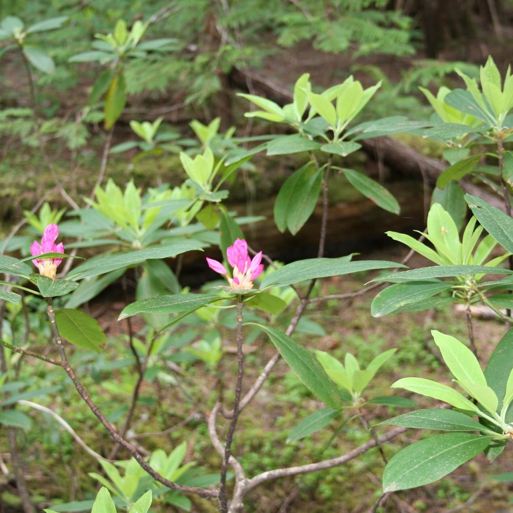 Meet your Posher, Hope