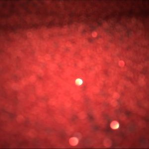 Meet your Posher, Silvia