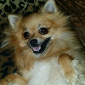 Meet your Posher, Perla