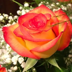 Meet your Posher, Krissy