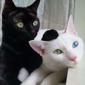 Meet your Posher, Bonnie