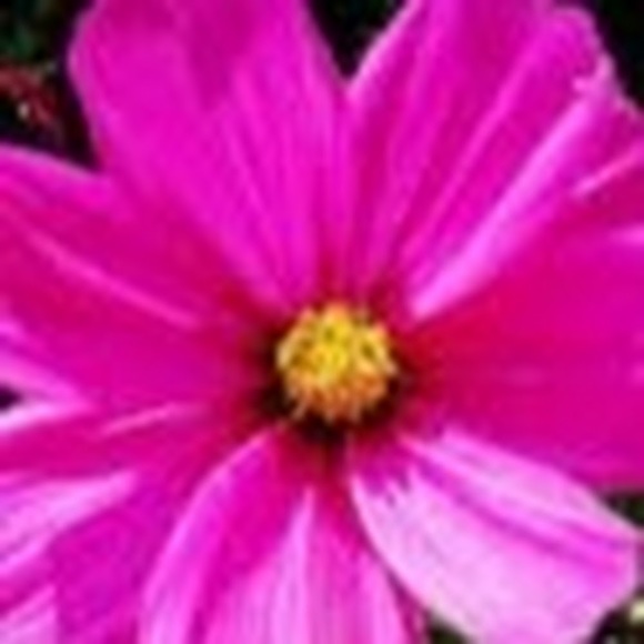 Meet your Posher, Claudia - Picture 1 of 1