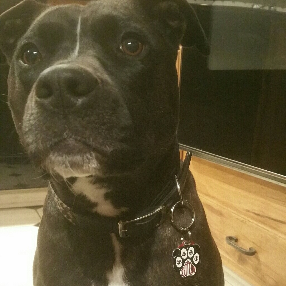 Meet your Posher, Alex