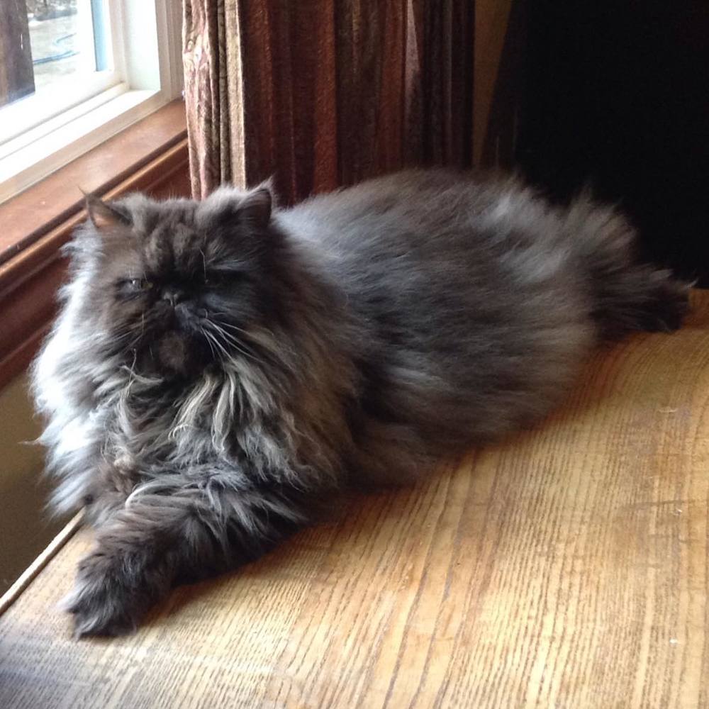 Meet your Posher, Cindy