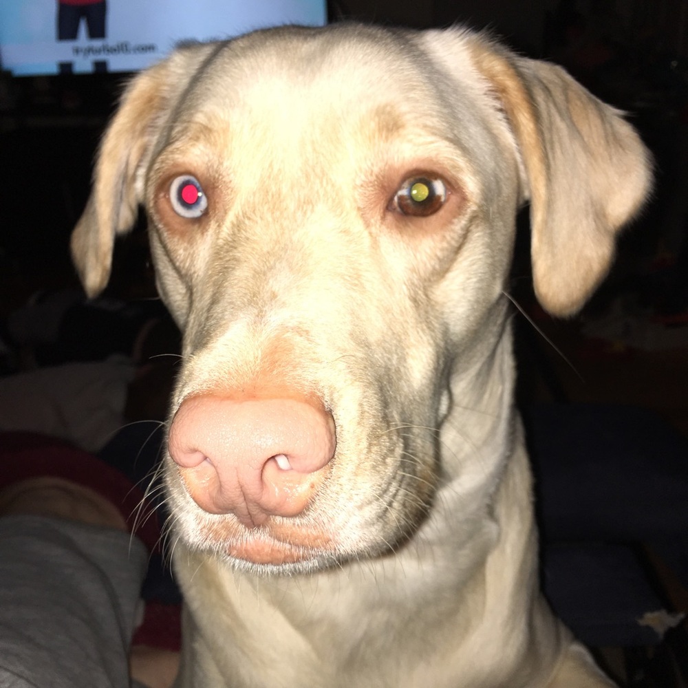 Meet your Posher, Sara