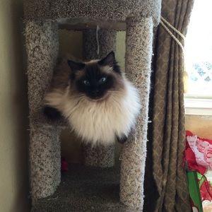 Meet your Posher, Paula