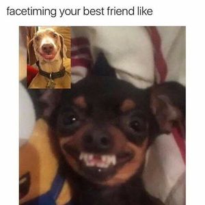 Meet your Posher, Antonio