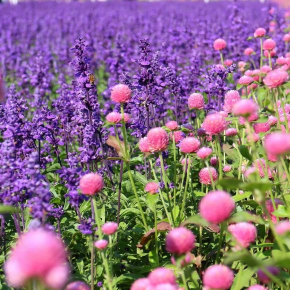 Meet your Posher, Hannah murrill - Picture 1 of 1