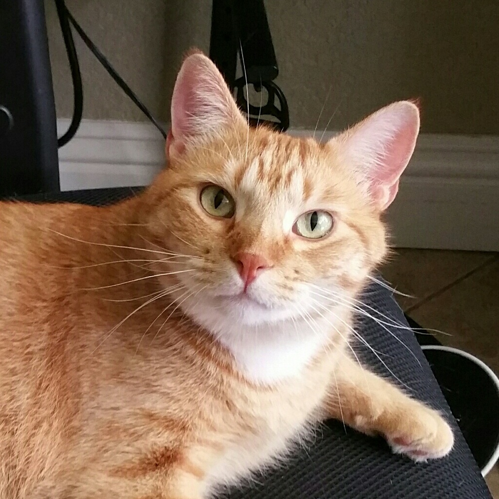 Meet your Posher, Kari