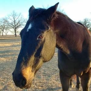 Meet your Posher, Laurie