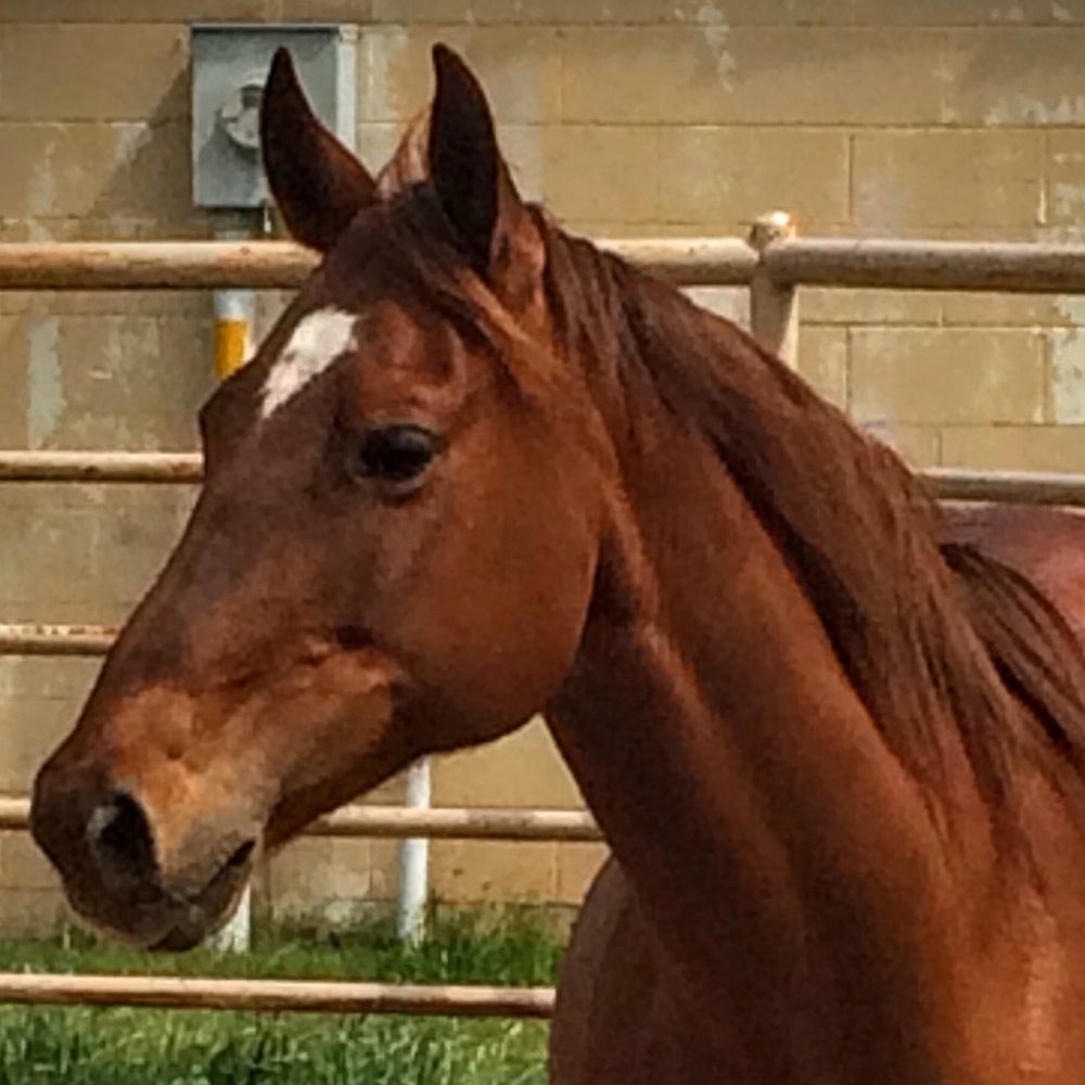 Meet your Posher, Theresa