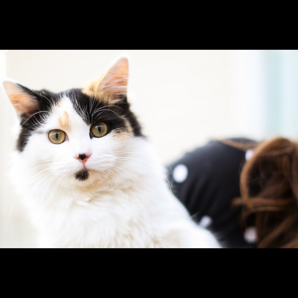 Meet your Posher, Junie