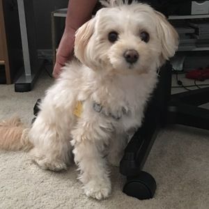 Meet your Posher, Vivian