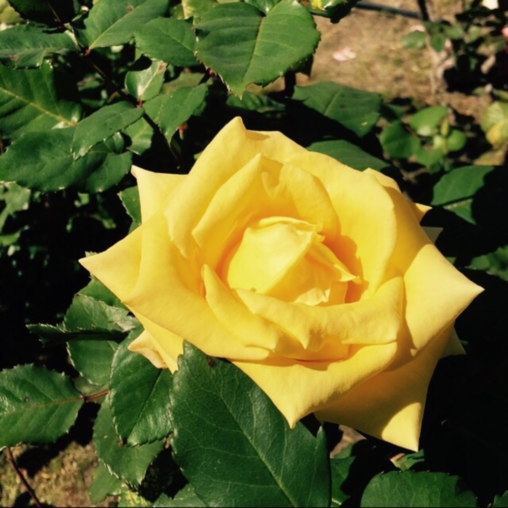 Meet your Posher, Maria