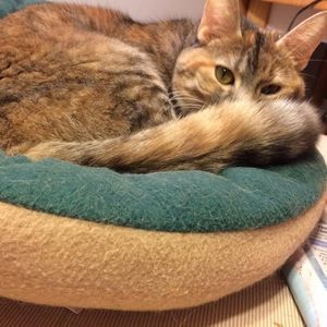 Meet your Posher, Sue