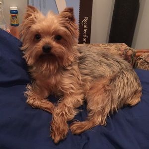 Meet your Posher, Dawn