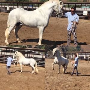 Meet your Posher, Lorenzo