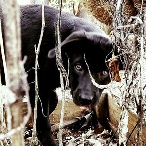 Meet your Posher, Stormy