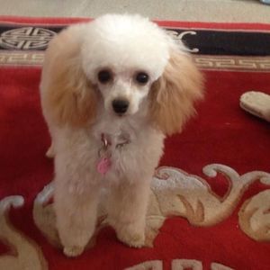 Meet your Posher, Debbie